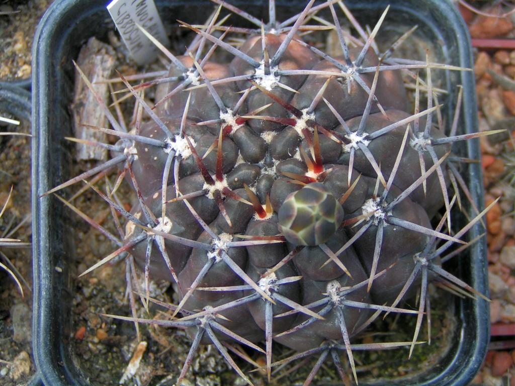 Gymnocalycium Gibosum v. Chubutense